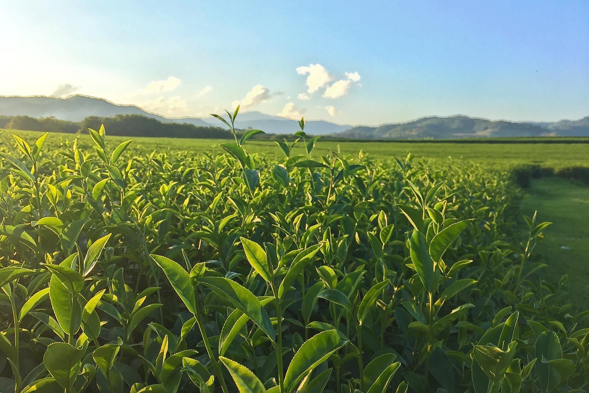 ทำไมต้องเลือกดื่มชาออร์แกนิค – Northlandtea ทำไมต้องเลือกดื่มชาออร์แกนิค – Northlandtea