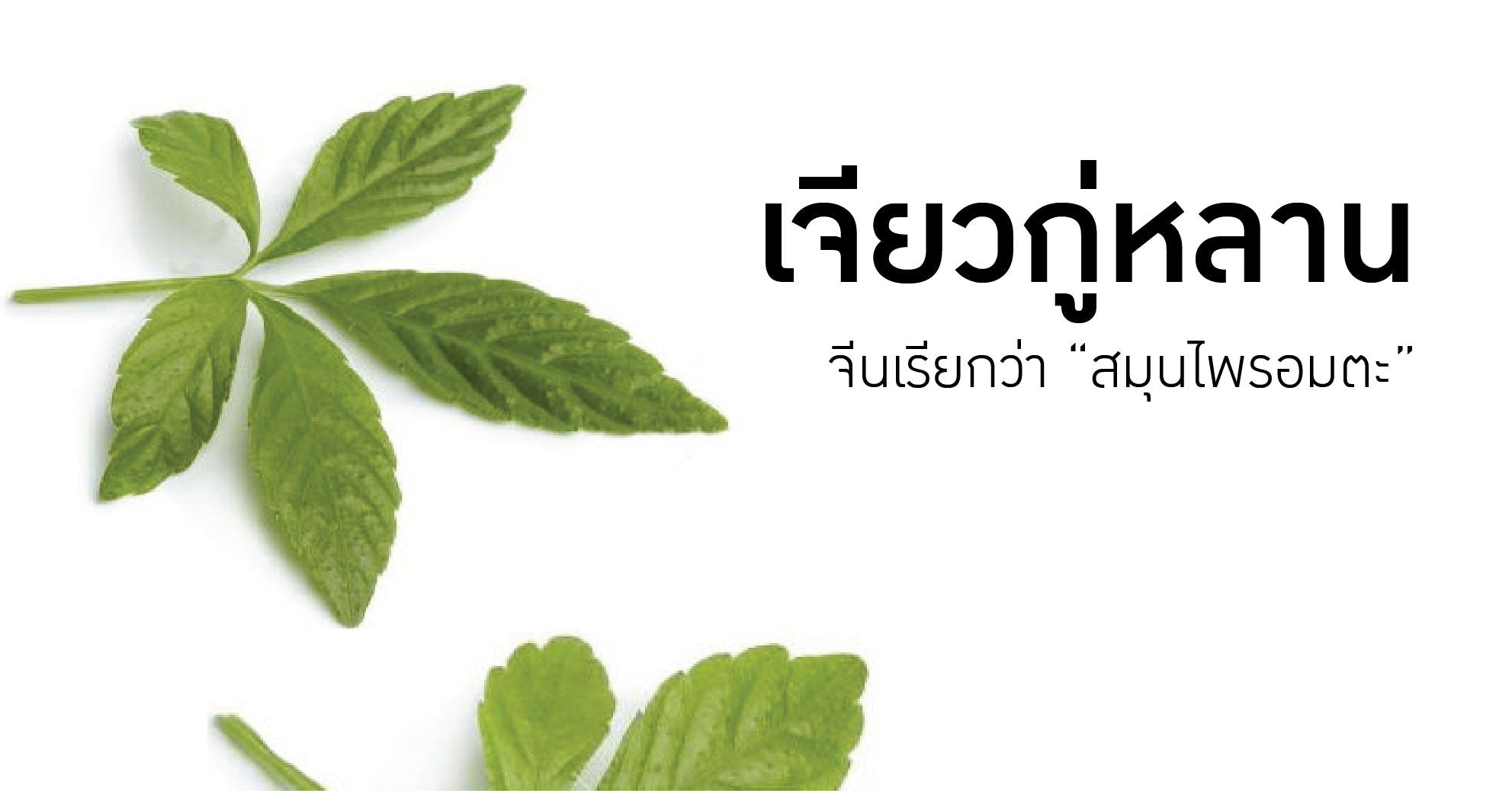 เจียวกู่หลาน สมุนไพรชุบชีวิต