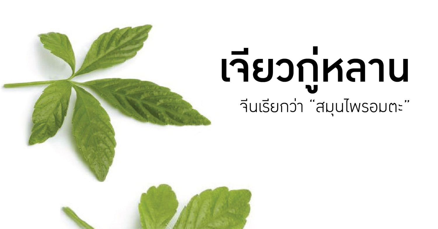 เจียวกู่หลาน สมุนไพรชุบชีวิต