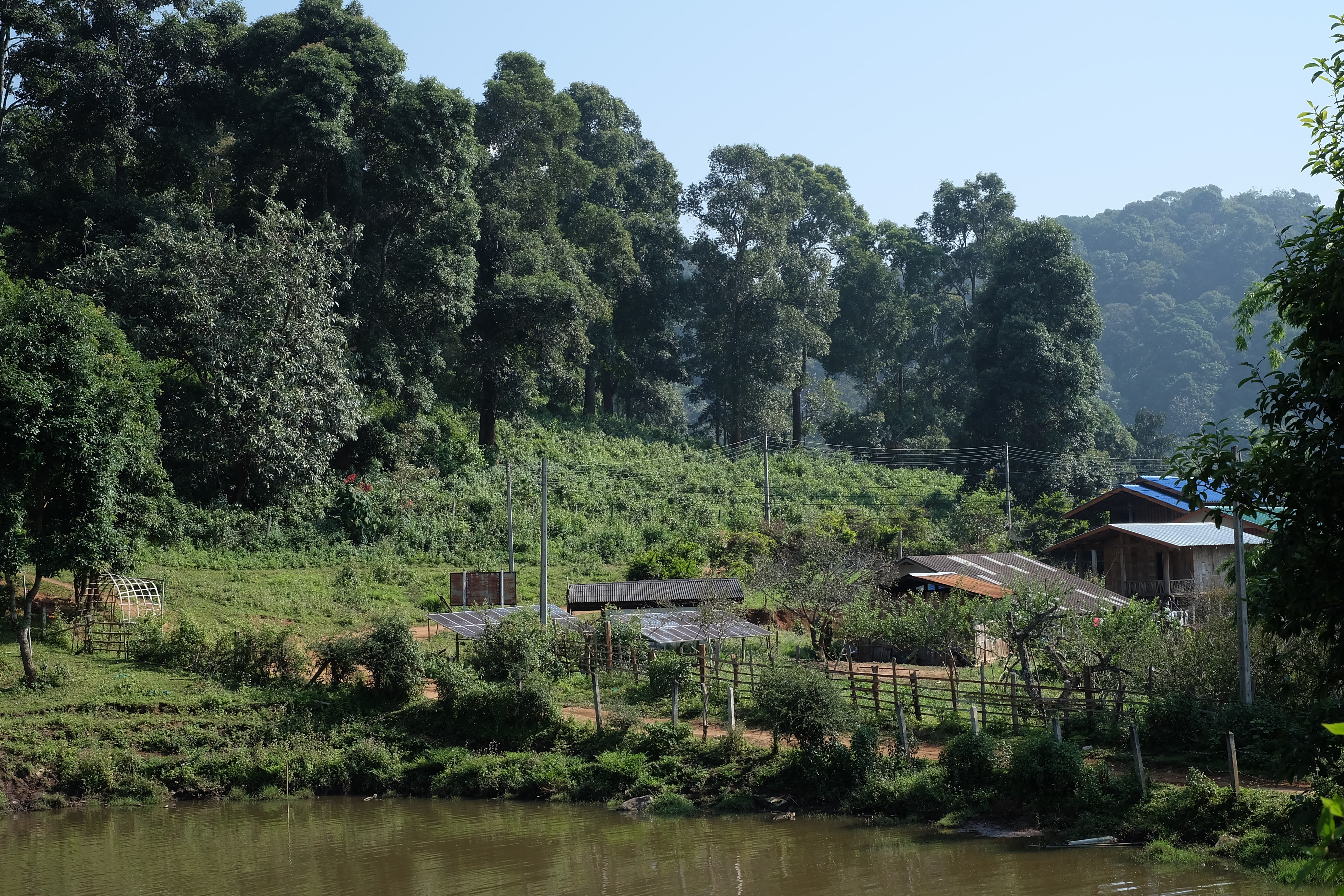 Blog Tea Wholesale - Assamica Black Tea l Northlandtea Online Store Blog Tea Wholesale - Assamica Black Tea l Northlandtea Online Store